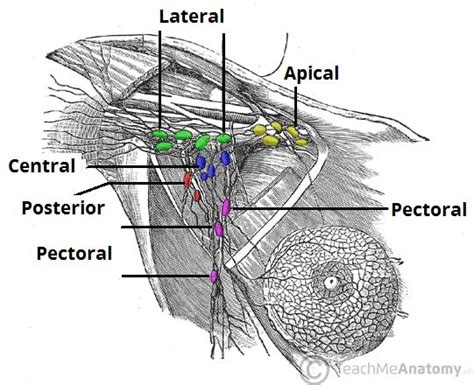 Armpit Anatomy Lymph Nodes