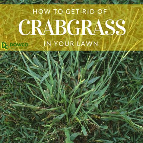 How To Get Rid Of Crabgrass And Weeds In Lawn