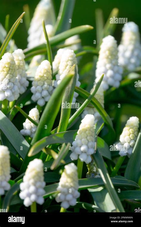 Grape Hyacinth Muscari Siberian Tiger Stock Photo Alamy