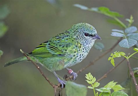 Pictures And Information On Spotted Tanager