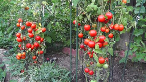 Grow Tomatoes Not Foliage Youtube