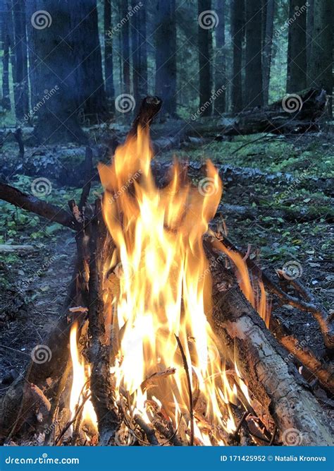 Large Flame Of Fire Evening Beautiful Bonfire Of Burning Pine In The