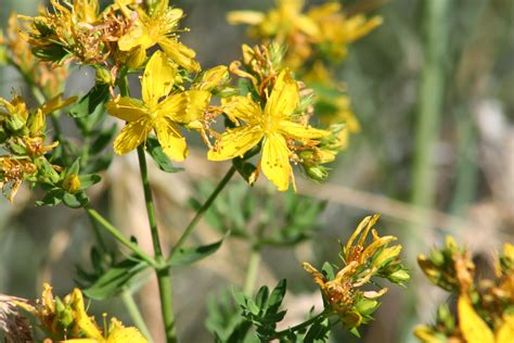 John's wort hypericum perforatum is nutrients dense herb support for depression, parkinson's disease, urinary problems, cure hangovers and migraines pains. St John's Wort