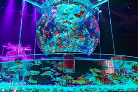 Helps relax & fall asleep fast! アートアクアリウム 花魁2 by ぴーやま0307 （ID：8981483） - 写真 ...