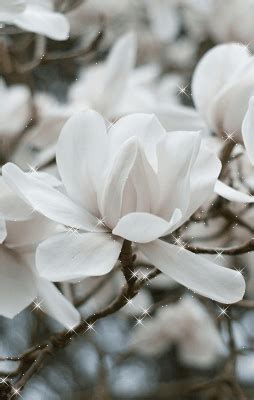 Pin by Lîza Wîkîpediya on Flowers gif | Beautiful flowers, Popular flowers, White flowers