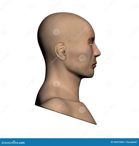 Human Head Side View Stock Photo Image 30057830