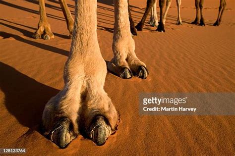 Camel Feet Photos And Premium High Res Pictures Getty Images