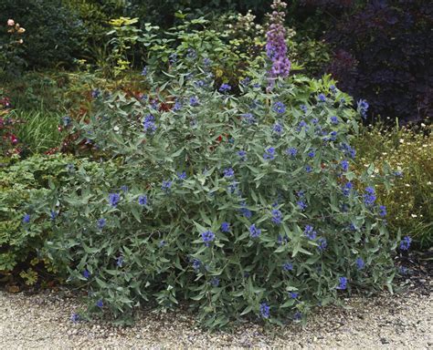Deer might nibble on these trees if they're desperate for food, but the foliage is definitely not their first choice. 10 Best Deer-Resistant Shrubs for Landscaping in 2020 ...