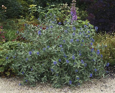 Deer resistant flowering bushes for shade. 10 Best Deer-Resistant Shrubs for Landscaping in 2020 ...