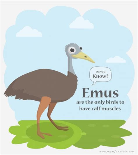 Interesting Emu Facts And Information For Kids