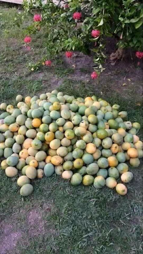 Mangoes In Trinidad Trinidad Trinidad And Tobago Tropical Fruits