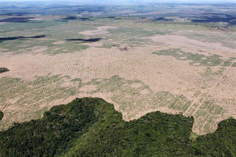 As Temperatures Increase Forests Are Having More Trouble Soaking Up