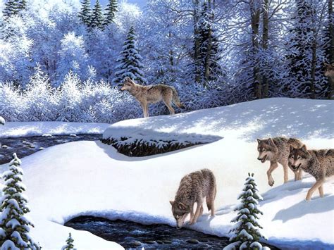 Winter Wolves Hd Desktop Wallpaper Widescreen High Definition