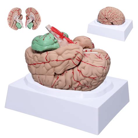 Buy Human Brain Model 8 Part Neuroscience Brain Model With Arteries