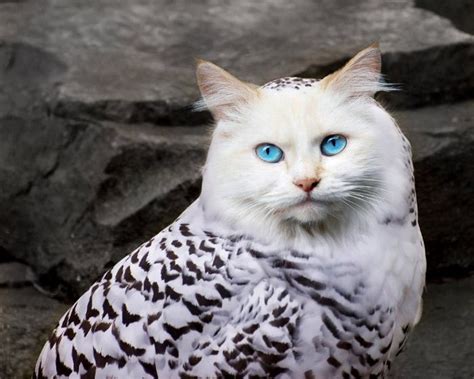 Cat Owls Are The Perfect Animal Crossover 16 Pics