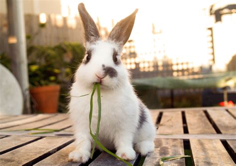Do Rabbits Make Good Indoor Pets Pets Retro