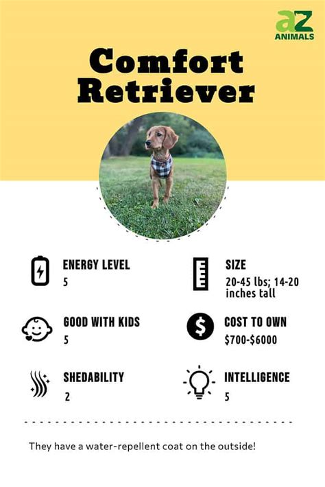Comfort Retriever Dog Breed Complete Guide A Z Animals