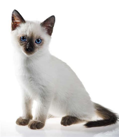 Siamese Cat Names Best 226 Names For Your Furbulous Pet