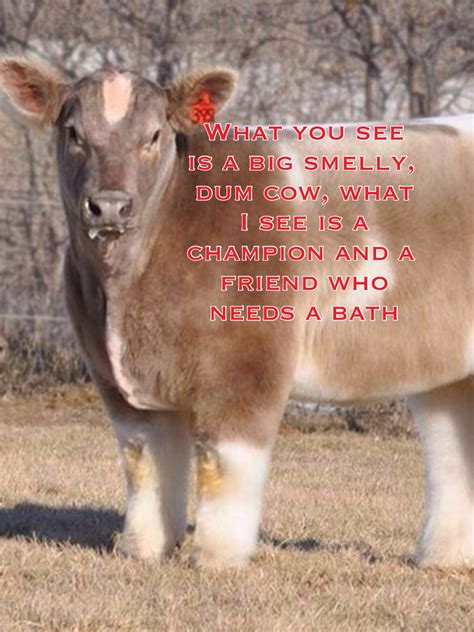 Quotes About Cow 347 Quotes