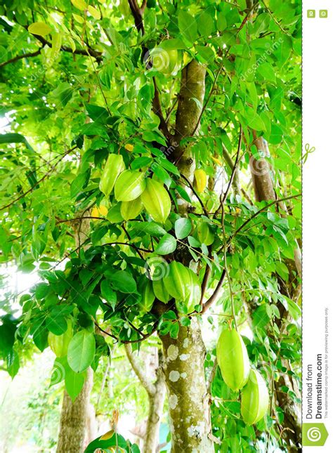 Starfruits Hang On Tree Stock Photo Image Of Organic 77015734