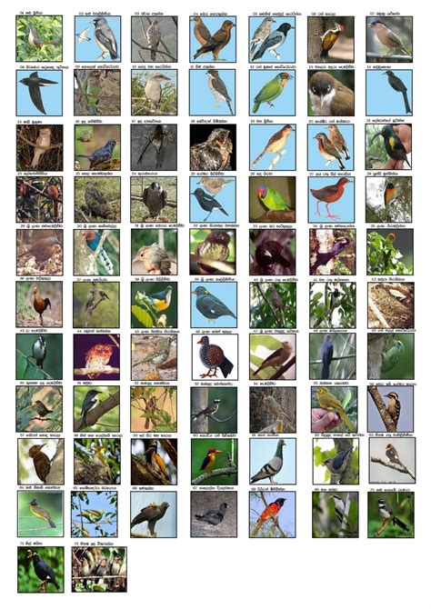 If you're happy and you know it. Habitats of birds: Sri Lankan Birds