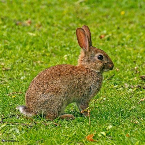 Conejo Común O Europeo Animalesme