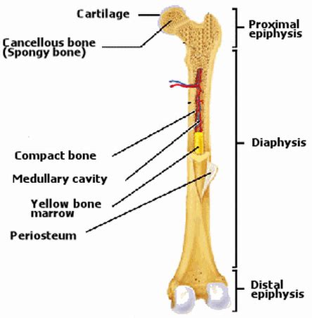 Anatomy of a long bone. Skeletal System - bodysystems.weebly.com