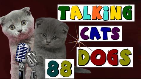 Talkİng Cats Dogs 88 Very Funny Baby Cat Dog Videos Youtube