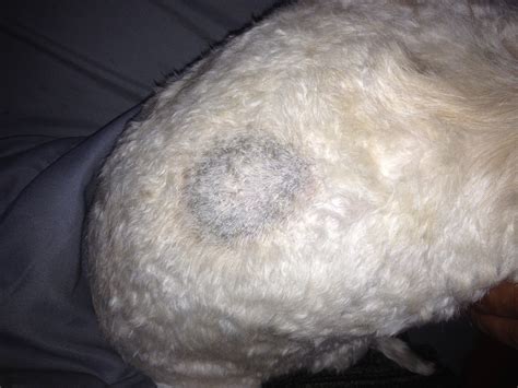 My Dog Has A Strange Discolored Spot On His Back The Skin Is Dark And