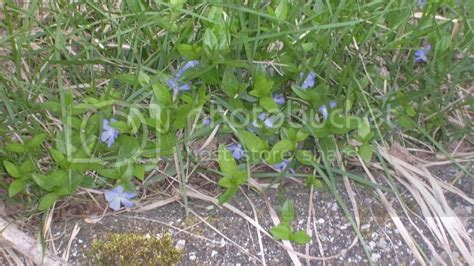 Wild Plant Identification Survivalist Forum