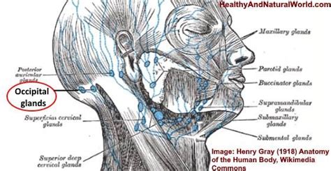 Swollen Occipital Lymph Nodes Causes And When To See A Doctor Lymph
