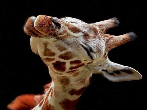 Free Download Funny Baby Giraffe Giraffe A Giraffefunny 1600x1200 For