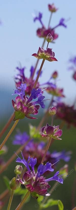 No matter how large or small your space is.you'll find a role for rose of sharon shrubs. Salvia Celestial Blue, Purple Sage