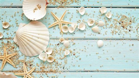 Seashells Wallpapers Top Free Seashells Backgrounds Wallpaperaccess