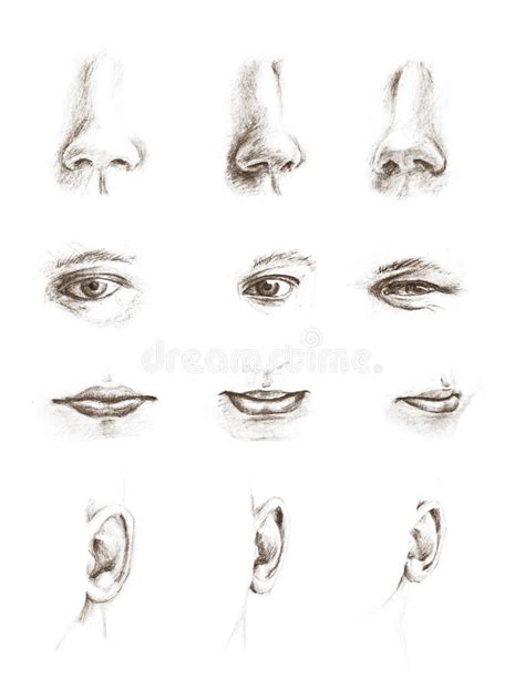 Hand Drawn Sketches Of Eyes Ears Lips And Noses Stock Illustration