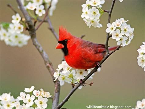 Cardinal The Beautiful Red Birds Of America The Wildlife