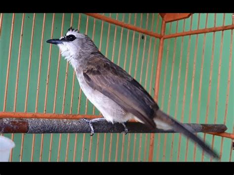 Download Gambar Burung Trucukan Gambar Burung Trucukan Klik Ok Segera Download Suara Burung Trucukan Pikat Sebagai Bekal Anda Mendengarkan Dikala Sedang Beraktifitas Atau Bersantai Download Suara Burung Salah Satu