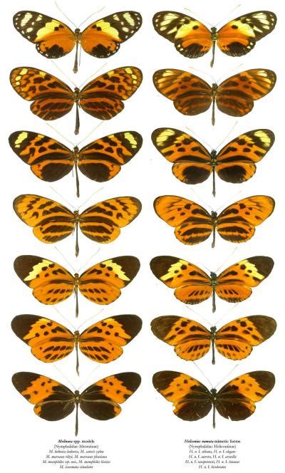 Müllerian Mimicry How Butterflies Mimic Their Neighbors To Fool Birds