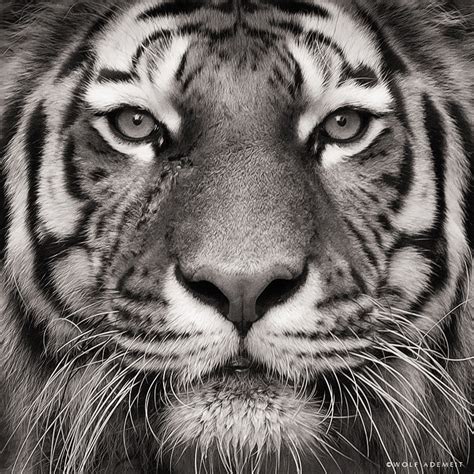 Tiger Face Portraits Rhsdrawing1