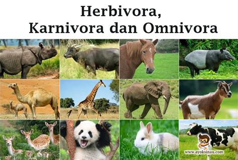 58 Sebutkan Contoh Hewan Herbivora Karnivora Omnivora Gambar Terpopuler