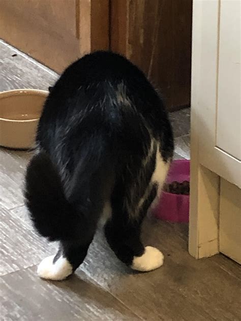 Does Anyone Elses Cat Have Splayed Back Legs Like This Or Is It Just