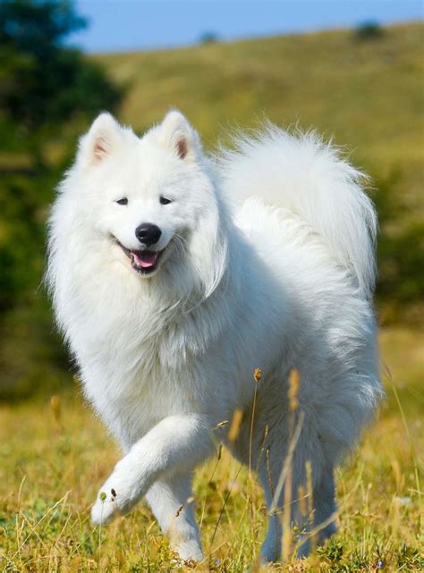 Russian Dog Breeds The Amazing Pups That Came From Russia