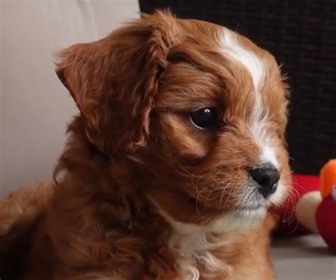 Finding a good breeder is a great way to find the right puppy. Cavapoo breeders in California - Cavapoo World