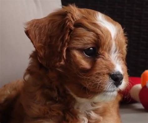 Cavapoo puppies for sale local cavapoo breeders. Cavapoo breeders in California - Cavapoo World