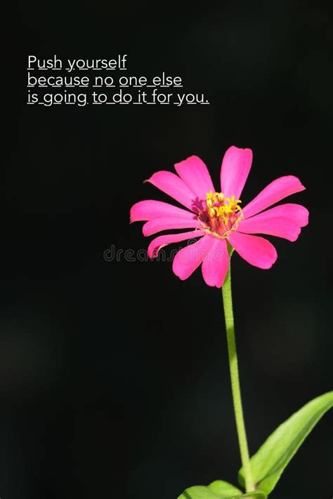 Motivational Quotes With Flower Stock Photo Image Of Flower Blossom