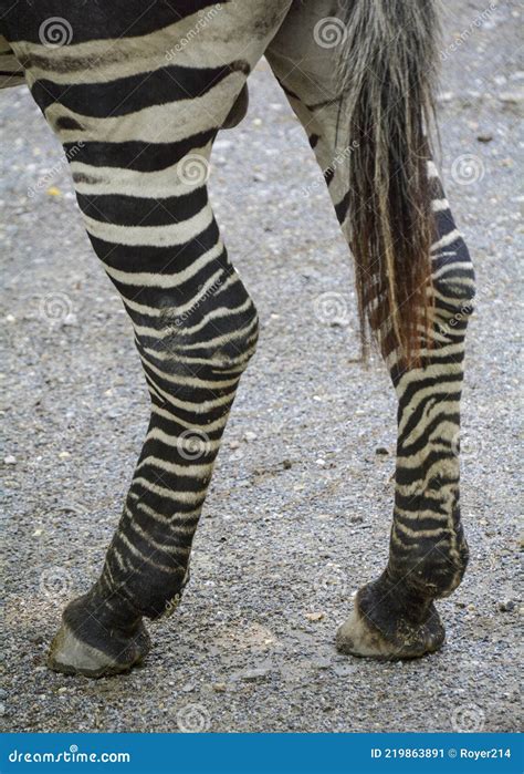 Zebra Legs Stock Image Image Of Zebra Body Back Animal 219863891