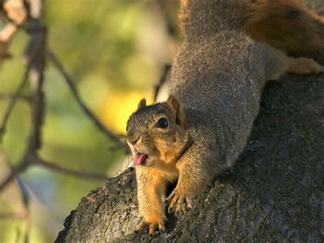 20 Funny Squirrels That Will Make Your Day A Lot Better Bouncy Mustard