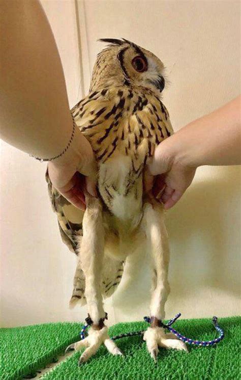 This Owls Long Legs Could Rival Any Supermodel Gowiseowl Owl Legs