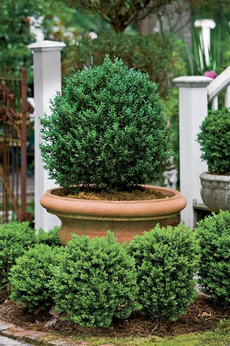 All year round planter ideas. Pin on gardens