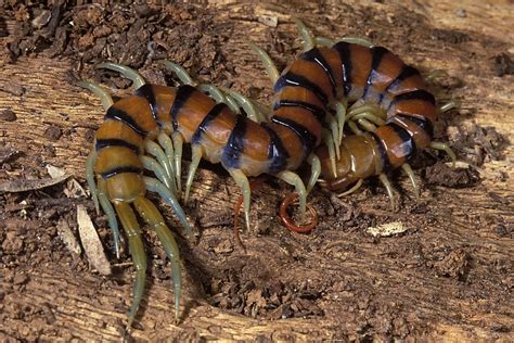 Scolopendrid Centipedes The Australian Museum